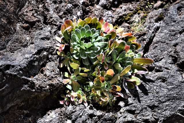 Saxifraga cotyledon